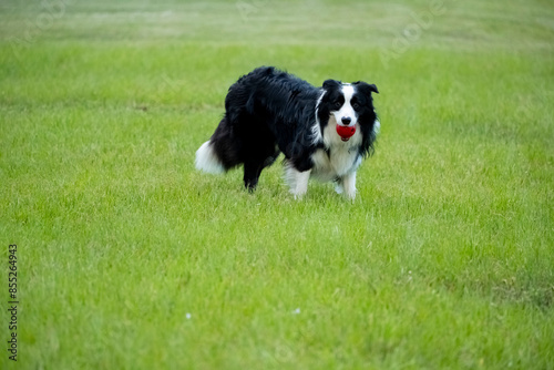 Border Collie Dog Playing with a Toy