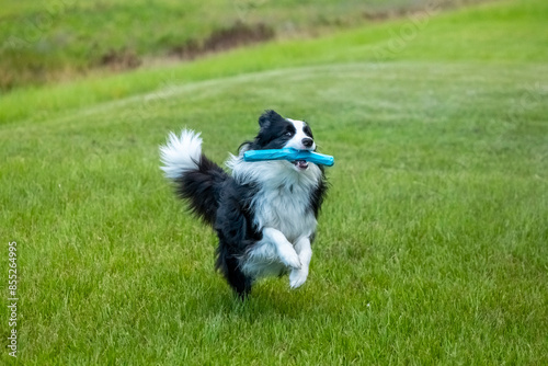 Border Collie Dog Playing with a Toy