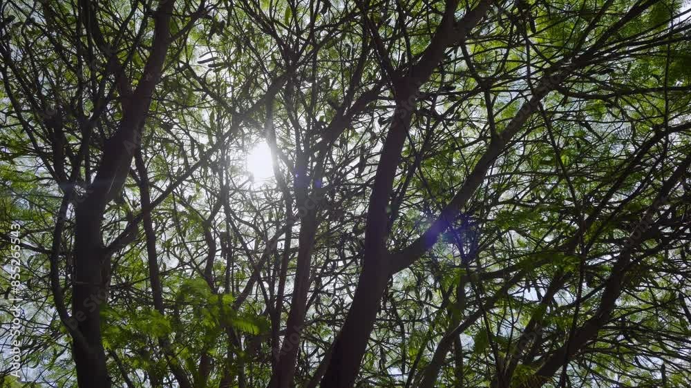 Sunlight shining through the bare branches of a leafless tree against the sky in 4k slow motion 120fps
