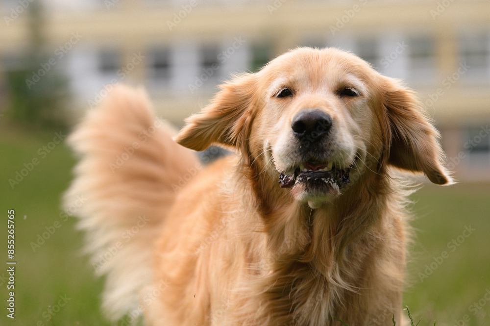Golden Retriever Close-Up with Happy Expression Golden Retriever Close-Up with Happy Expression