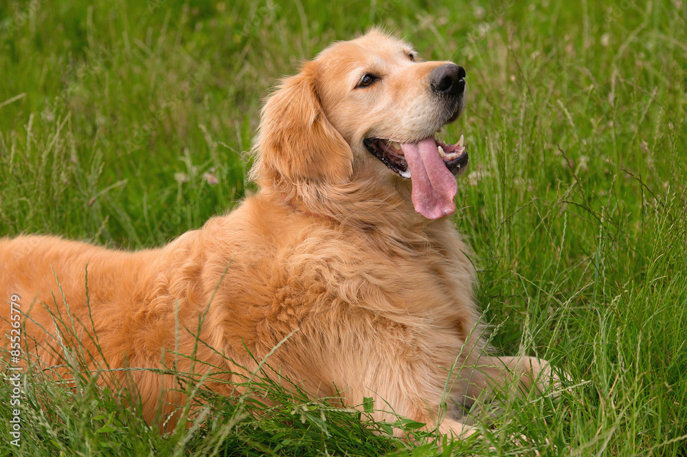 Golden Retriever Relaxing in Green Field Golden Retriever Relaxing in Green Field