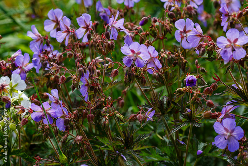 Geranium pratense Hocus Pocus in summer garden photo