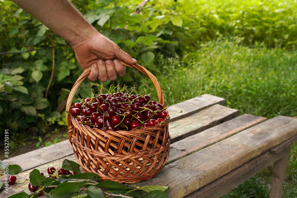 man's hand puts a basket with cherries on an old wooden table. frame on the background of nature.