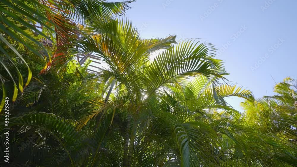 A hand reaching up and gently moving aside lush green palm fronds with sunlight filtering through in 4k slow motion 120fps A hand reaching up and gently moving aside lush green palm fronds with sunlight filtering through in 4k slow motion 120fps