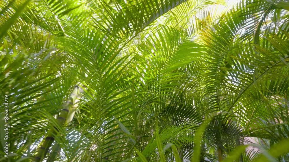 A hand reaching up and gently moving aside lush green palm fronds with sunlight filtering through in 4k slow motion 120fps A hand reaching up and gently moving aside lush green palm fronds with sunlight filtering through in 4k slow motion 120fps