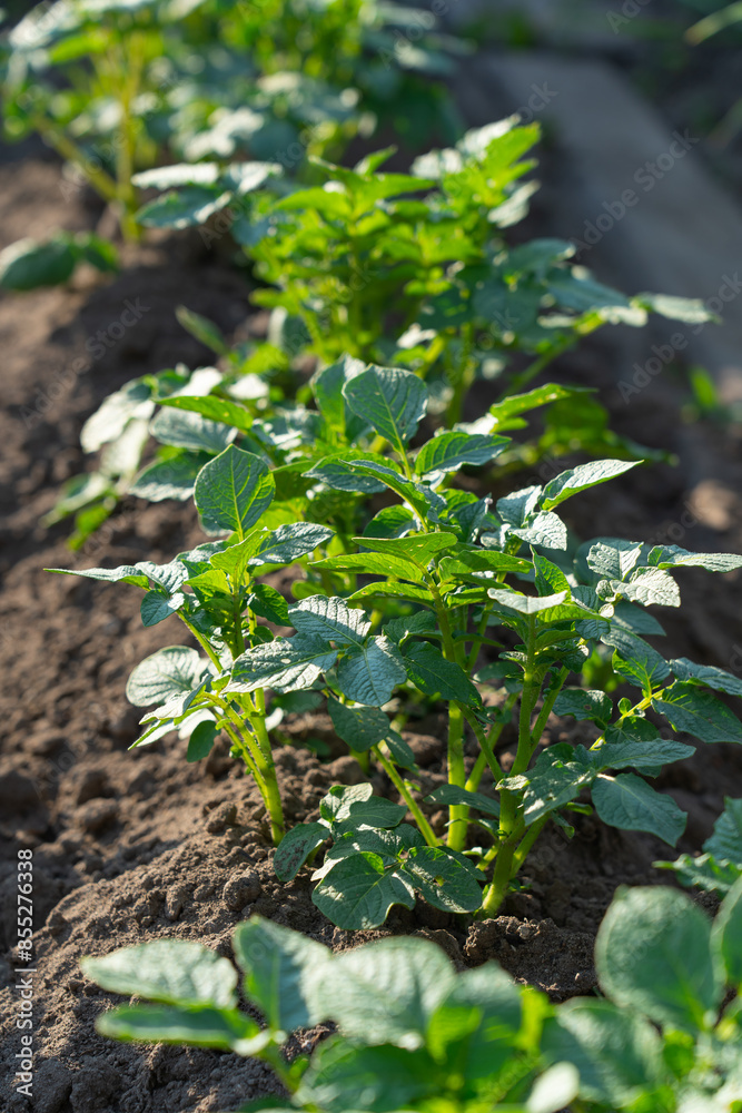 vegetable beds with potato plantings, green bushes, future harvest vegetable beds with potato plantings, green bushes, future harvest