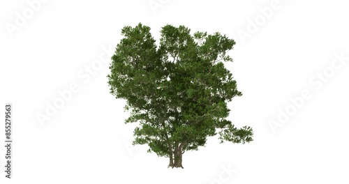 3D realistic tree isolated on white background with alpha channel to be used for architecture visualization or motion graphics.