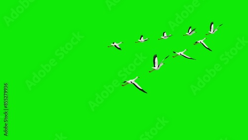 Wedge Flock of 9 White Stork Birds - Flying Transition I - Back Angle MS - Green Screen 4K - Realistic naturalistic Ultra HD 3D animation isolated on chromakey background 