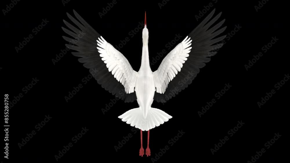 White Stork Bird - Flying Loop - Top Back View Close Up - Alpha Channel ...