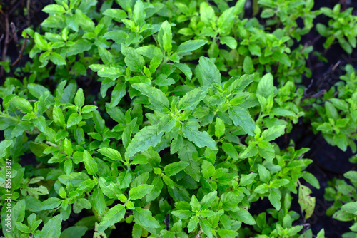 Wallpaper Mural Holy basil in vegetable garden. Fresh green leaves of herb plant Torontodigital.ca