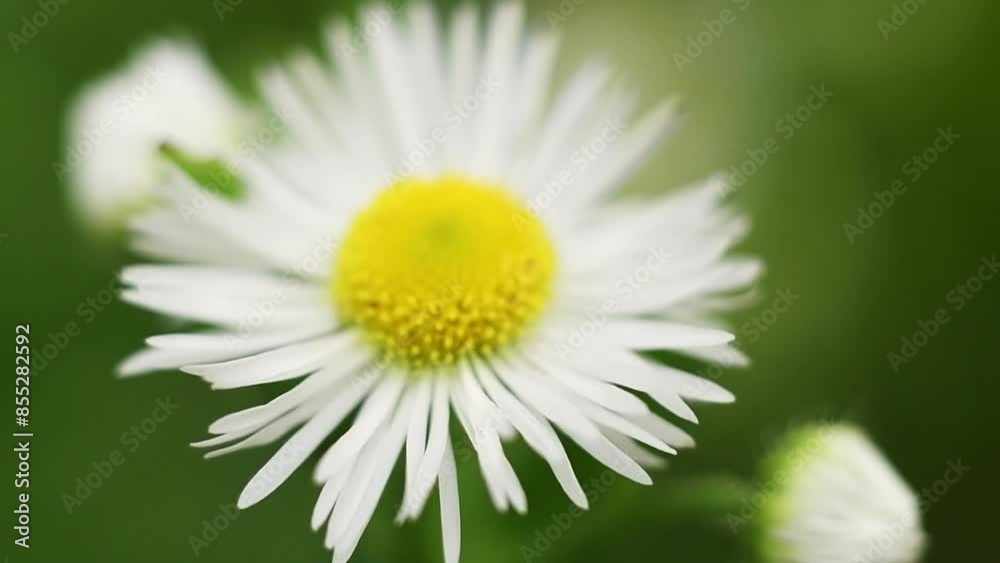white daisy flower