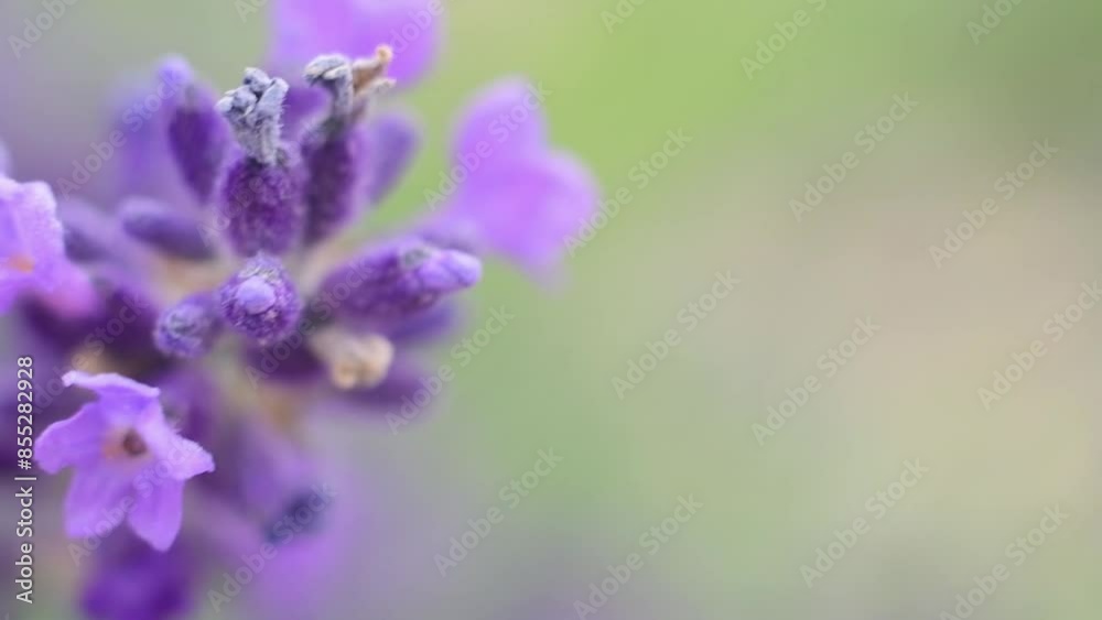 close up of lavender flowers close up of lavender flowers