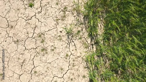 Very drought dry field land with grain  leaves, drying up the soil cracked, climate change, environmental disaster and earth cracks, death for plants and animals, soil degradation, desertification