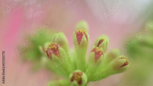 close up of a red flower bud