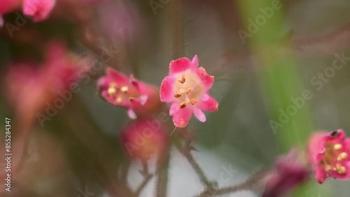 Tiny pink and yellow wild flower in the garden