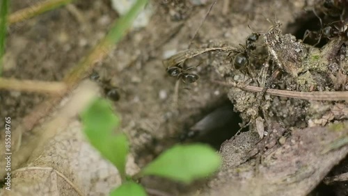 Ant going on the ground