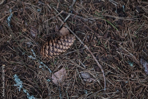 fir cones on the ground in the forest