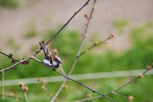 House Sparrow breeding male on a branch