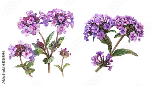 Fototapeta Naklejka Na Ścianę i Meble -  Verbena flower, watercolor clipart illustration with isolated background.