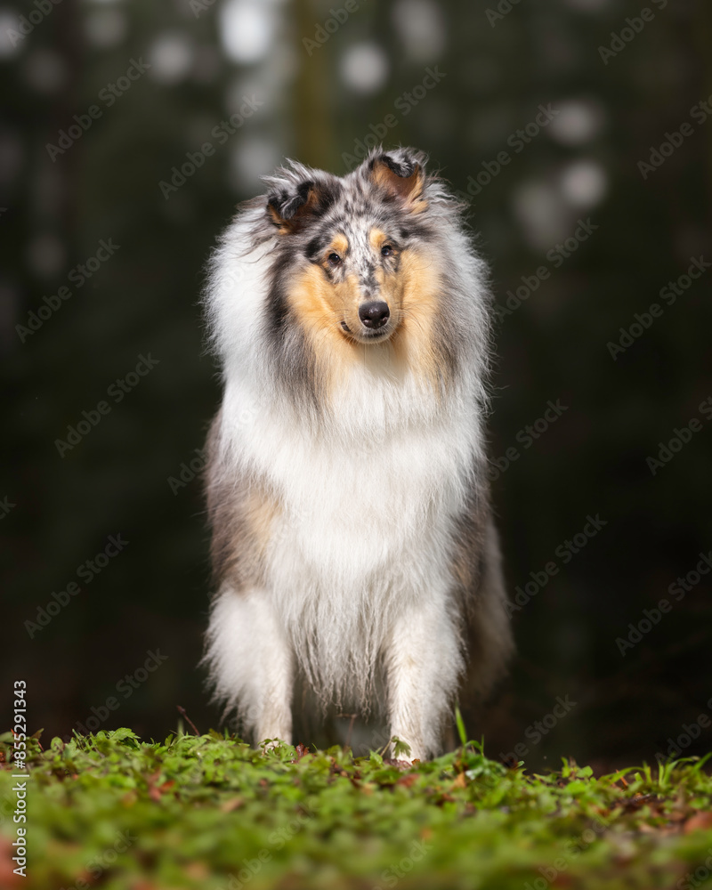 Collie Collie