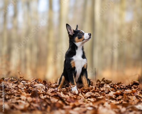 Puppy in the woods
