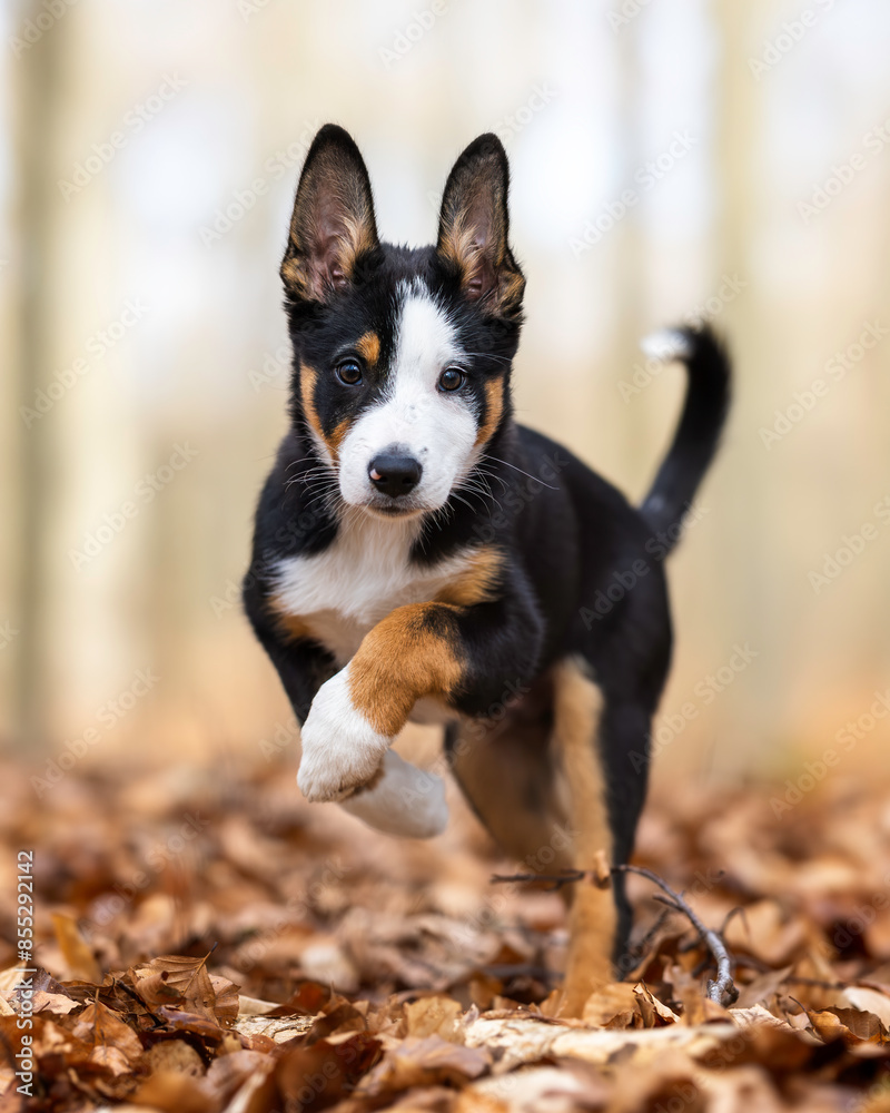 Puppy in the woods