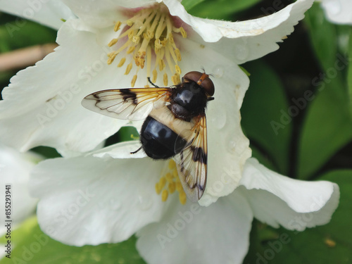 The pellucid fly (Volucella pellucens), female sitting on a sweet mock orange flower photo