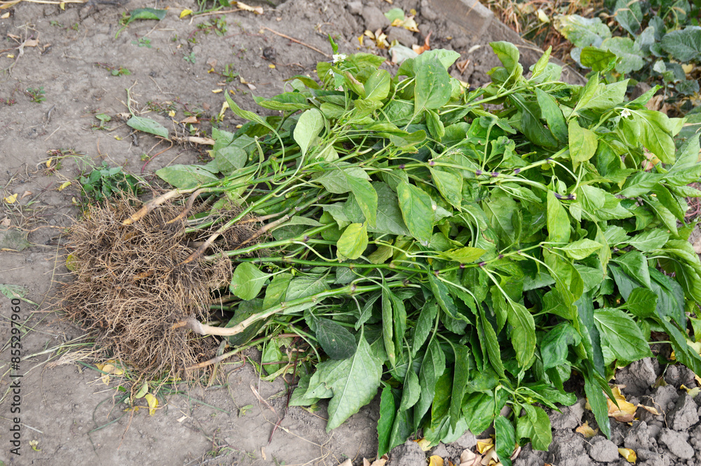 pulled out bushes of sweet bell pepper. autumn in the garden. clearing soil from vegetable bushes. preparing the land for winter pulled out bushes of sweet bell pepper. autumn in the garden. clearing soil from vegetable bushes. preparing the land for winter