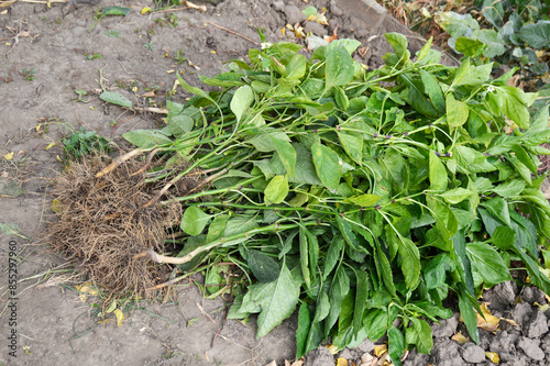 pulled out bushes of sweet bell pepper. autumn in the garden. clearing soil from vegetable bushes. preparing the land for winter © Дмитрий Быканов