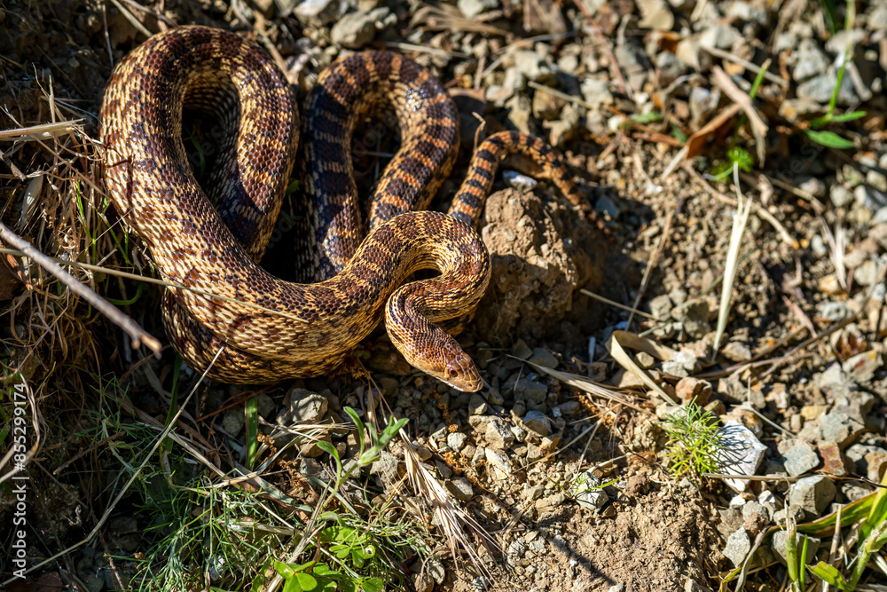 Close-up of Pacific gopher snake (Pituophis catenifer catenifer) Close-up of Pacific gopher snake (Pituophis catenifer catenifer)