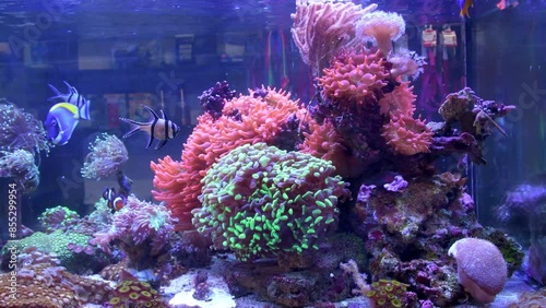 A marine aquarium full of exotic corals and fish. Banggai cardinal fish, powder blue tang, anemone, clown fish and mandarin fish swimming in live environment full of colors.
