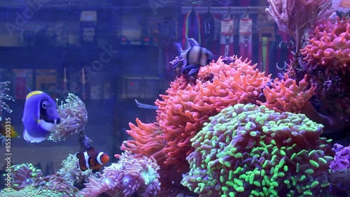 A marine aquarium full of exotic corals and fish. Banggai cardinal fish, powder blue tang, anemone, clown fish and mandarin fish swimming in live environment full of colors.