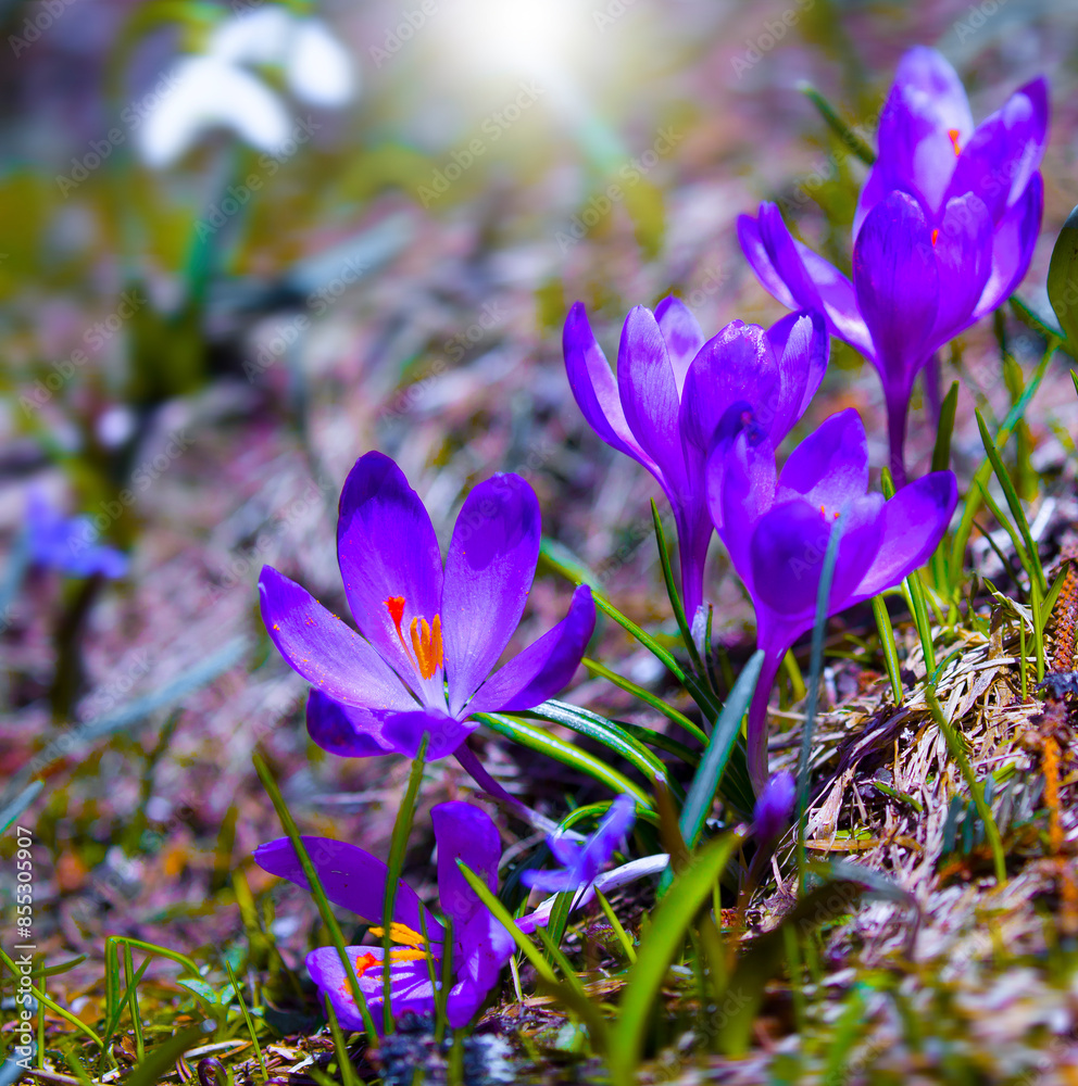 wild spring flowers, fantastic macro photo of crocuses (Saffron) on the meadow wild spring flowers, fantastic macro photo of crocuses (Saffron) on the meadow