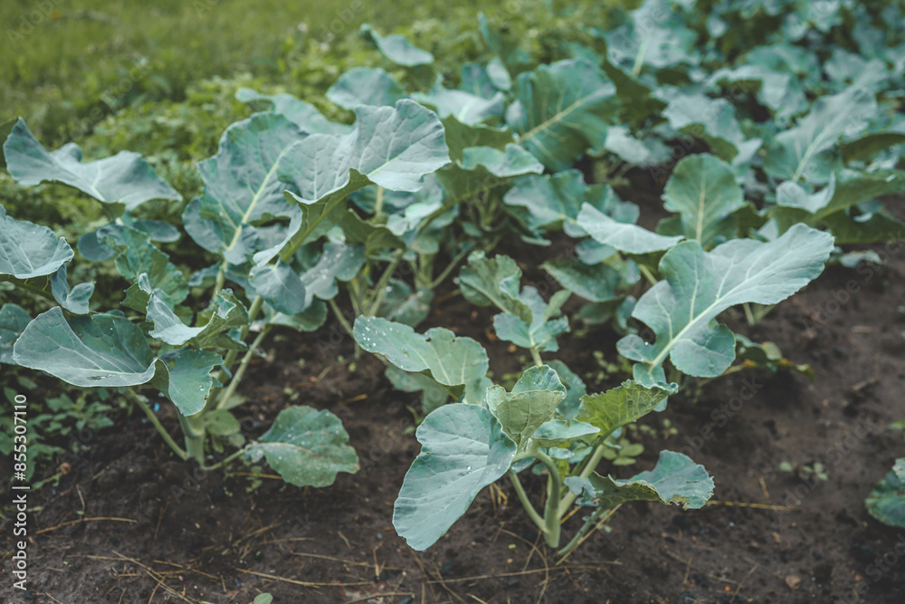 Ridge planting with green seedling of cabbage. Young cabbage growing in gardening Ridge planting with green seedling of cabbage. Young cabbage growing in gardening