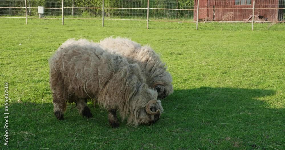 Sheep eat lush green grass on a pasture in a zoo enclosure. Beautiful curly sheep pick grass and chew it in a meadow at the zoo. Adult sheep walk in the petting zoo.