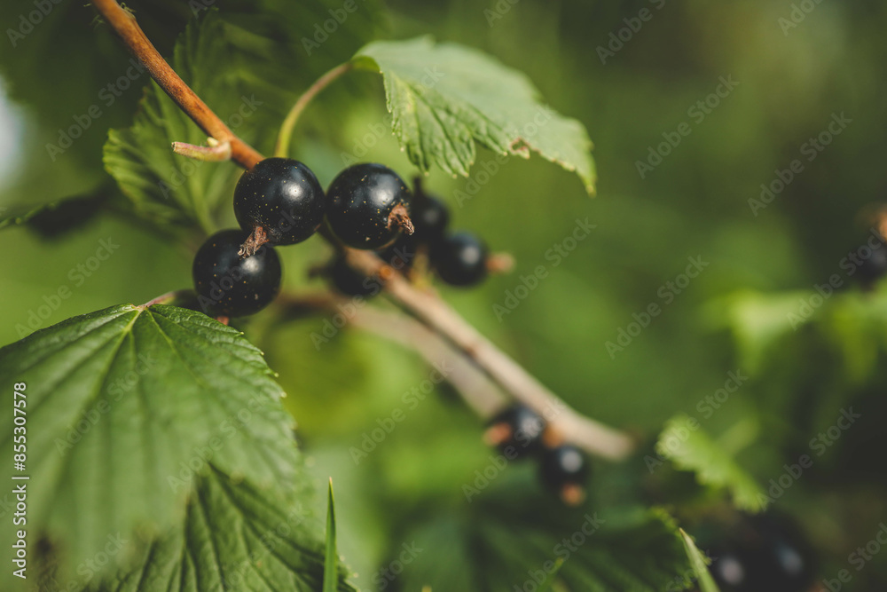 Back currant on a branch in the garden. Ripe and juicy black currant berries on the branch Back currant on a branch in the garden. Ripe and juicy black currant berries on the branch