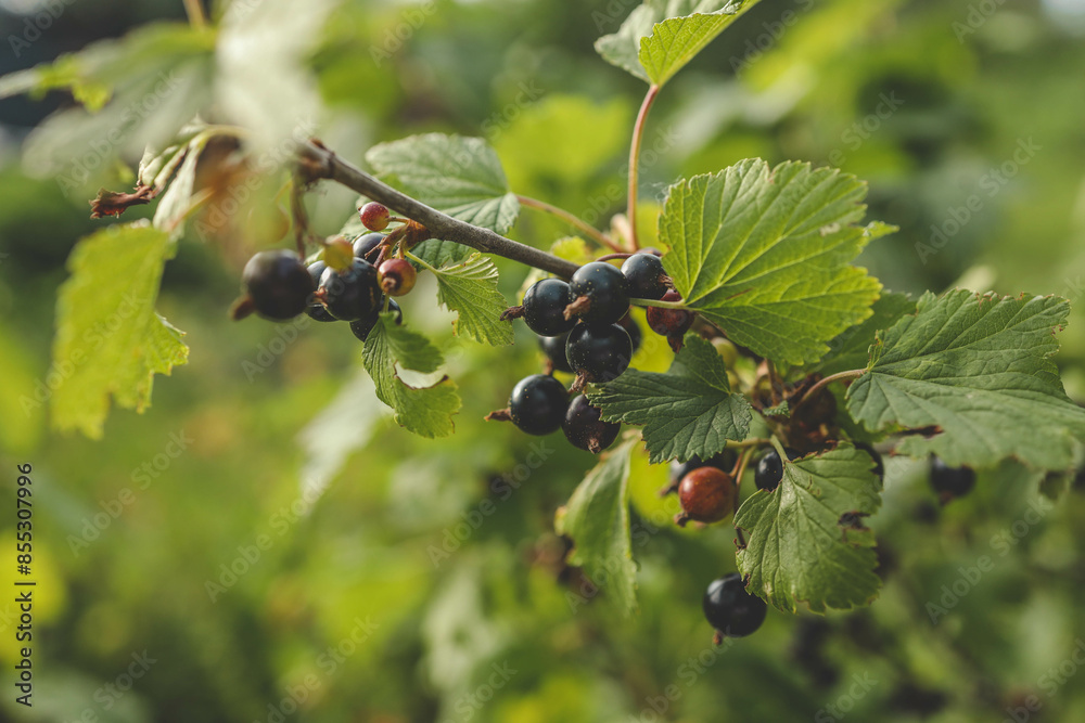 Back currant on a branch in the garden. Ripe and juicy black currant berries on the branch Back currant on a branch in the garden. Ripe and juicy black currant berries on the branch