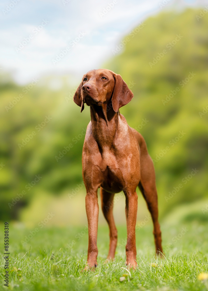 Hungarian Vizla