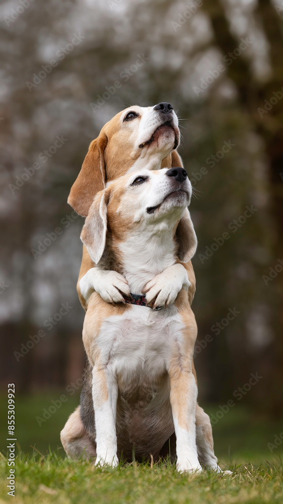 best dog friends best dog friends