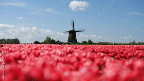 Windmill and flowers in the Netherlands. Field with tulips during blooming time. Historical buildings in the Netherlands. Landscape at the day time.