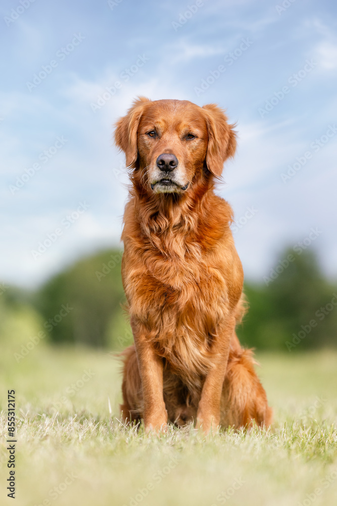 golden retriever dog golden retriever dog
