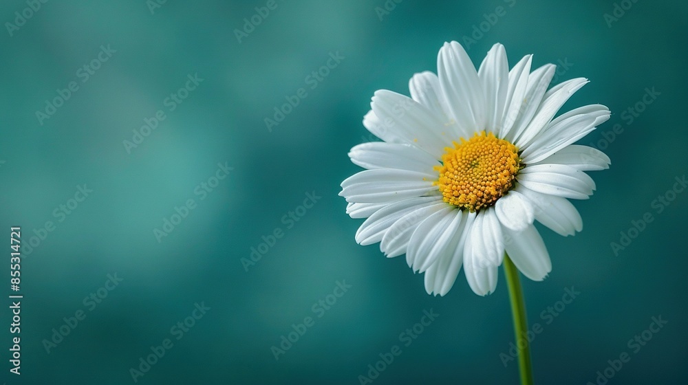 A white flower with a yellow center on a blue-green background with a blurred background A white flower with a yellow center on a blue-green background with a blurred background