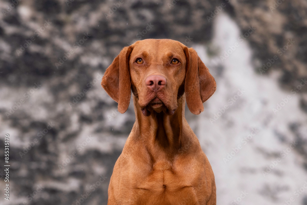Hunting dog Hunting dog