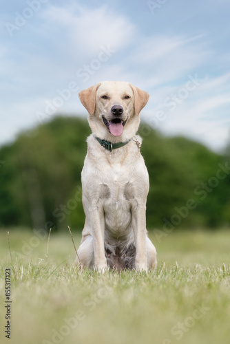 happy dog