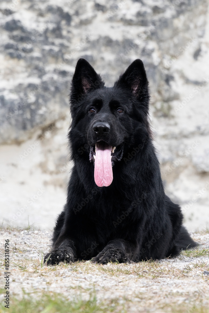 german shepherd dog german shepherd dog