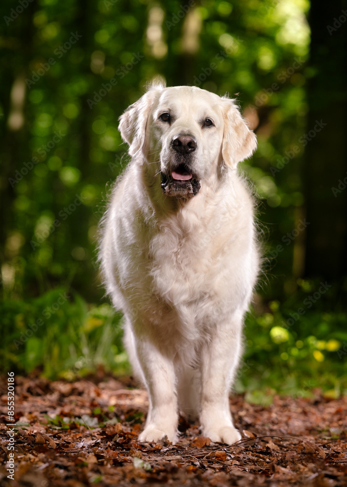 golden retriever dog golden retriever dog