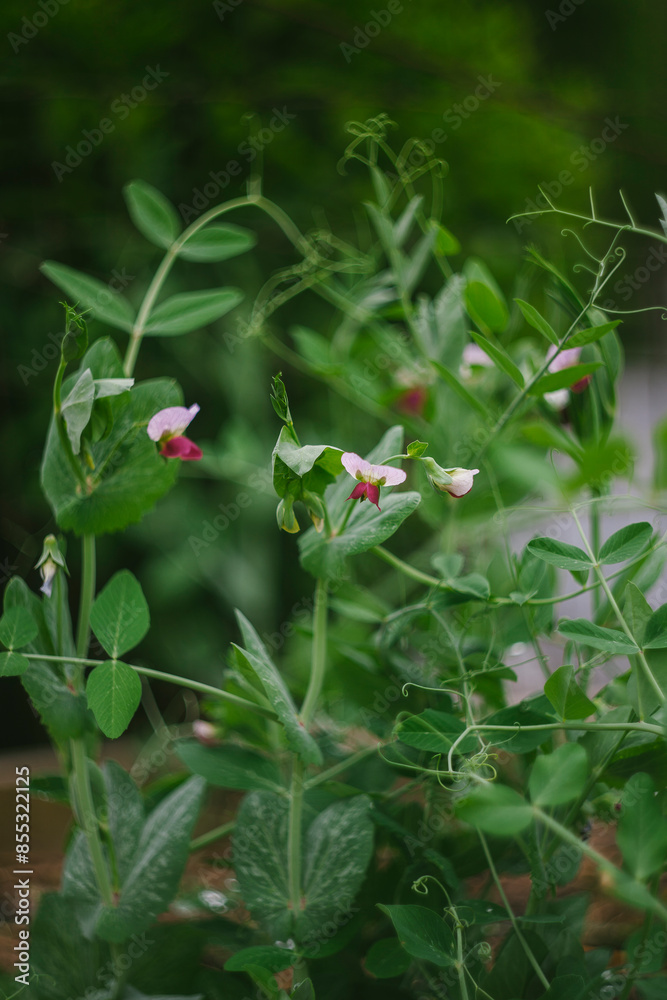 Young Pea Flowers Bloom in the Garden Young Pea Flowers Bloom in the Garden