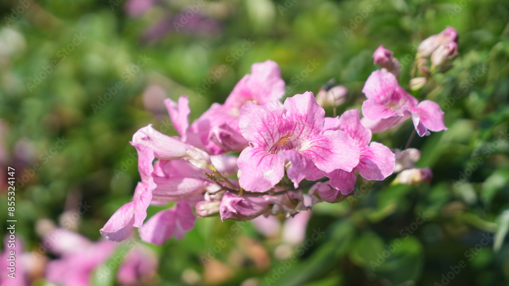 Beautiful Pink Trumpet Vine flowers in the flowers garden at backyard Beautiful Pink Trumpet Vine flowers in the flowers garden at backyard