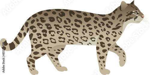 Color vector illustration of ocelot side view. Spotted wild cat isolated on white background. Carnivorous animal. Jungle, tropical, exotic, small leopard.