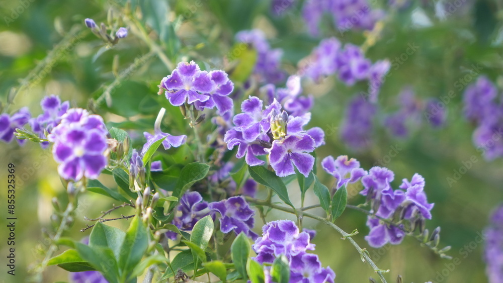 Beautiful Duranta Erecta Violet flower in the garden
Beautiful Duranta Erecta Violet flower in the garden